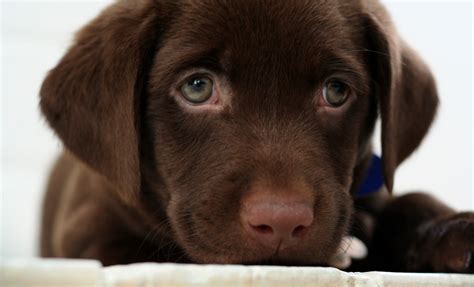 🔥 [46+] Chocolate Lab Puppy Wallpapers | WallpaperSafari