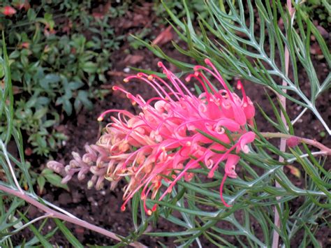 Late to the Garden Party: My favorite plant this week: Grevillea 'Superb'