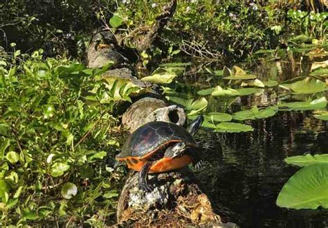 Alexander Springs: Scenic paddling & wildlife in Ocala National Forest ...