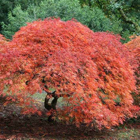 Acer Palmatum Dissectum - Midland Horticulture - Trees - Shrubs ...