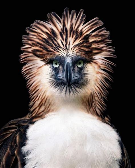 Philippine Eagle - Animals | Katalay.net