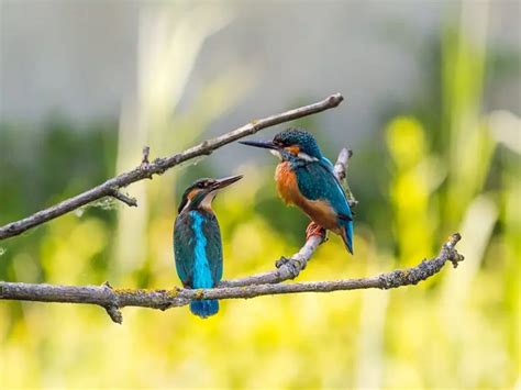 Kingfisher Symbolism: 5 Spiritual Meanings