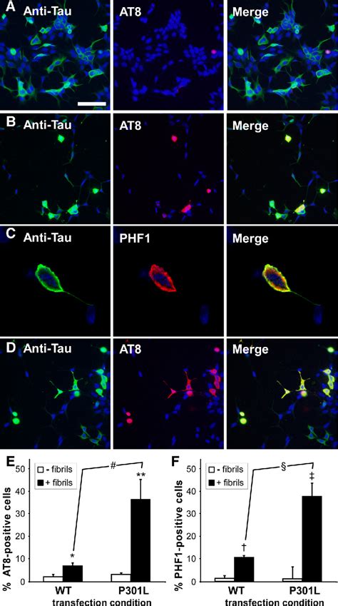 Tau Protein Measurement | Semantic Scholar