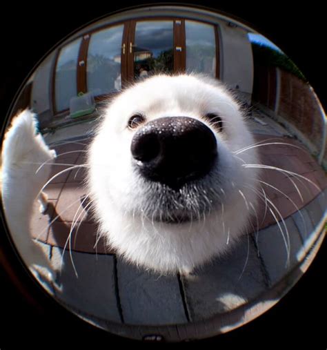 TOP-8 Fisheye Photography Tips - fish eye photo and effect