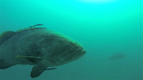 Goliath grouper spawning aggregations Sept2015 - YouTube