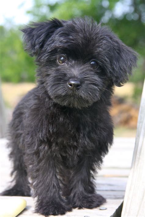 I want a black Yorkipoo! Yorkie Poo Puppies, Poodle Puppy, Cute Dogs ...