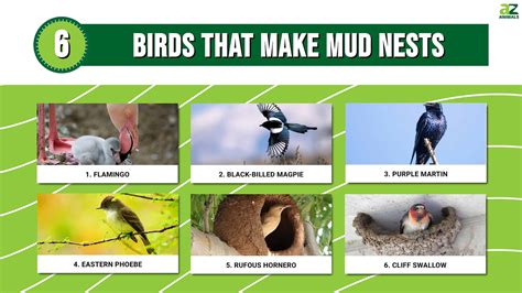 6 Birds That Make Mud Nests - A-Z Animals