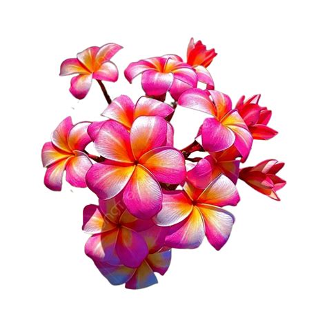 Plumeria Rubra PNG , Plumeria Rubra PNG Flor, Flores, Plumeria Pudica ...