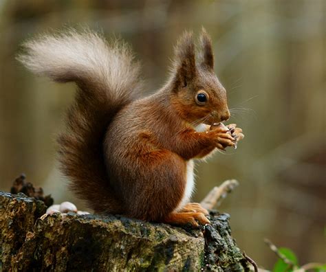 Red squirrel - Wikipedia