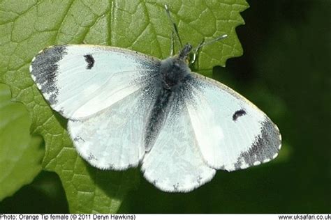 Orange Tip Butterflies - Anthocharis cardamines - UK Safari