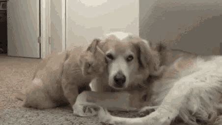 Love Cat And Dog GIF - Love CatAndDog - Discover & Share GIFs