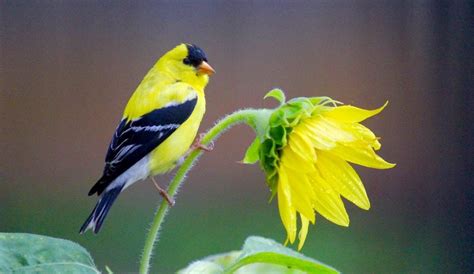 15 Common Backyard Birds to Know | Birding Basics