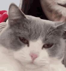 Cat Surprised Cat What GIF - Cat Surprised Cat What What - Discover ...