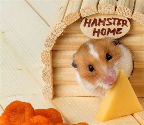 Hamsters Archives - Squeaks and Nibbles