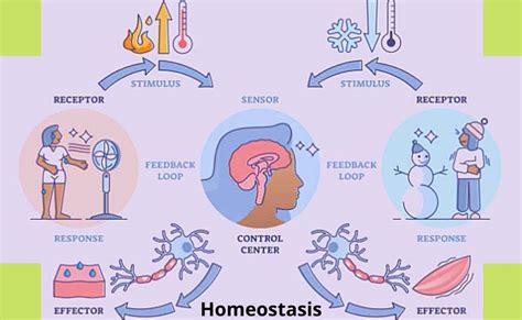 Homeostasis-Definition, Objectives, Examples, Importance, and Levels of ...