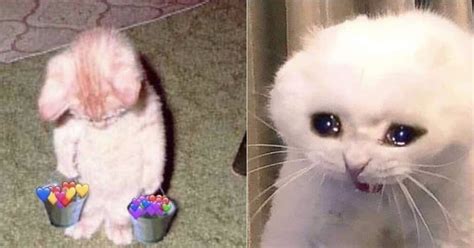 Los mejores memes de gatos llorando