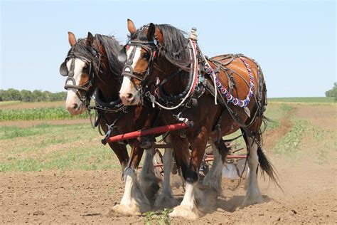 Amazing Belgium: The Belgian draft horse