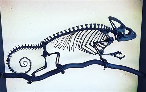 Chameleon skeleton - Helen Kairo | Animal skeletons, Animal drawings ...