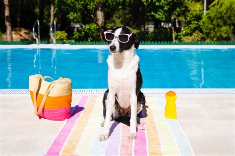 Top 10 Pet-Friendly Vacation Spots - Giggle Pets