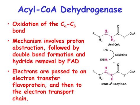 PPT - Fatty acid Catabolism ( b -oxidation) PowerPoint Presentation ...