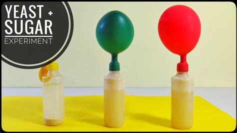 Fermentation Yeast and Sugar Experiment with Balloons - YouTube ...