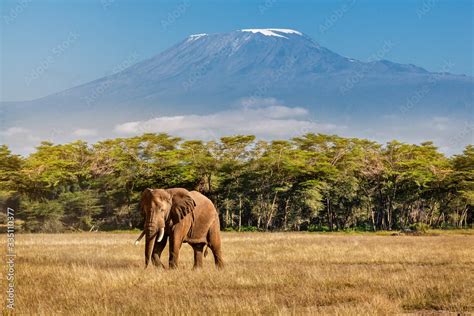 Elephant and Kilimanjaro Stock Photo | Adobe Stock