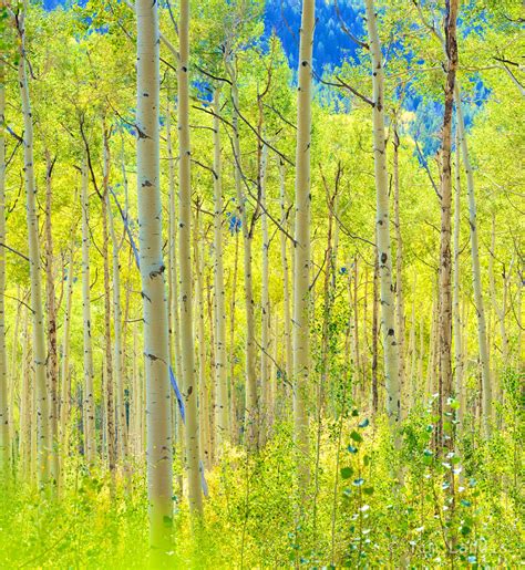 Aspen grove in high key | Aspen, Colorado | Doc Landis Photography