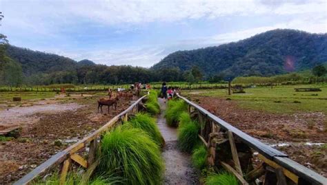 Kawah Putih Bandung Guide, Activities & Entrance Fee - IdeTrips