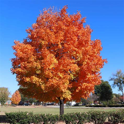 Sugar Maple Trees for Sale | BrighterBlooms.com