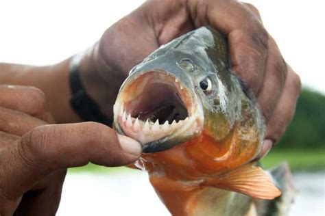 22 Razor-Sharp Piranha Facts - Fact Animal