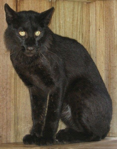 Black Bobcat | Wild cats, Black bobcat, Melanistic