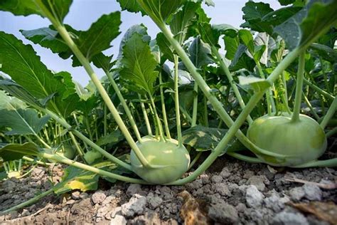 Tips for Harvesting and Eating Kohlrabi Greens | Gardener’s Path