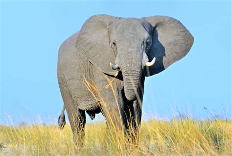 Scientists Rush to Save the African Bush Elephant | Greenwich Sentinel ...