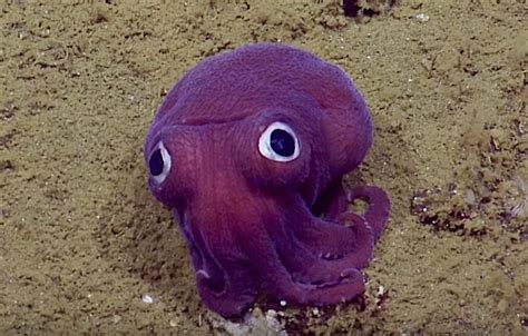 Deep Sea Big Eyed Squid Looks Too Silly To Be Real | Reef Builders ...