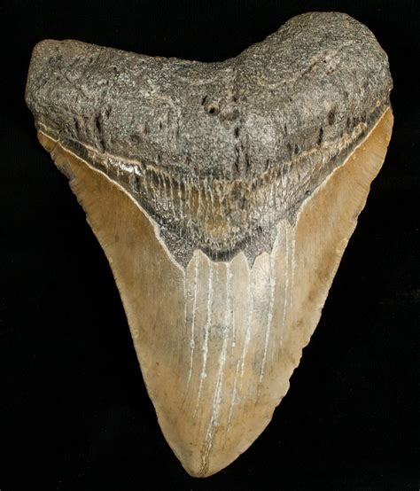 Huge 5.42" Megalodon Shark Tooth For Sale (#6651) - FossilEra.com