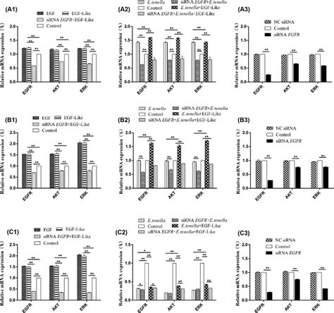 Dynamic changes of gene expression of key factors in the EGFR pathway ...