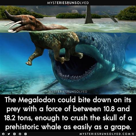 Megalodon | Megalodon, Ocean creatures, Prehistoric