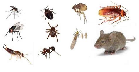 7 Simple & Natural Remedies For A Bug Free Home