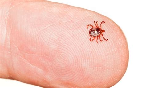 What Are What Are Seed Ticks And How To Deal With ThemAnd How To Deal ...