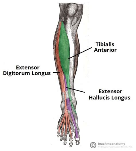 Muscles of the Leg - Anterior - Lateral - Posterior - TeachMeAnatomy