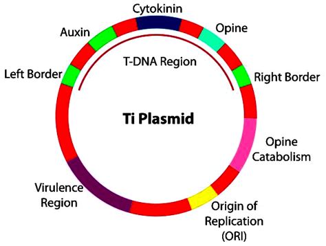 Ti-Plasmid: Features, Diagram, History and Uses in Bioengineering ...