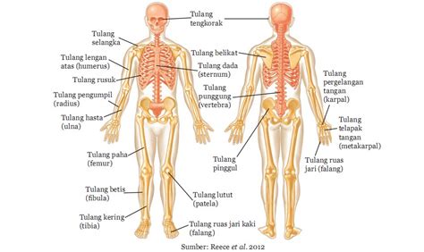 Macam-macam Tulang pada Sistem Rangka Manusia - passakanawang