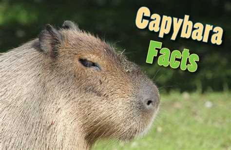 Capybara Facts, Information, Pictures & Video