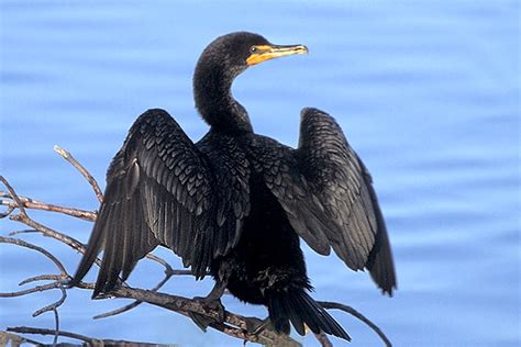 double-crested cormorant | Bird life list, Birds, Bird wallpaper