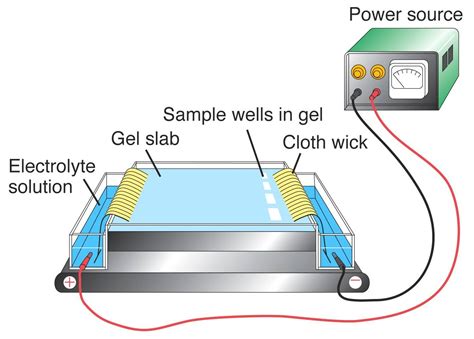 Hemoglobin electrophoresis