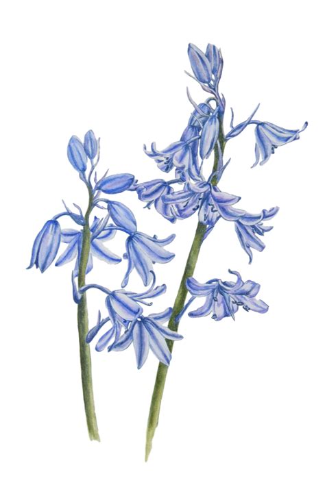 Bluebell PNG Image Background – Free PNG Pack Download