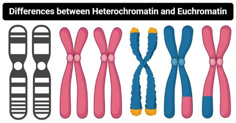 16 Differences Between Heterochromatin and Euchromatin | Dna sequence ...