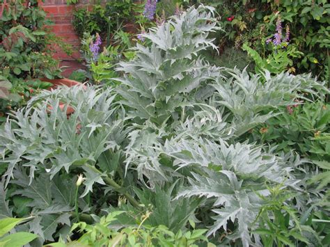 Cynara cardunculus (Artichoke Thistle, Cardoon, Cardoons, Desert ...