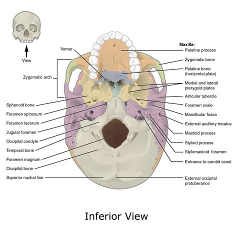 Superior Skull Anatomy