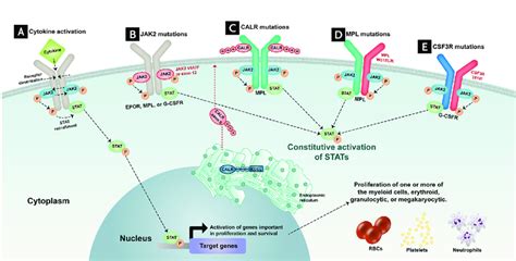 Mutations in JAK2, CALR, MPL, and CSF3R lead to myeloproliferation via ...